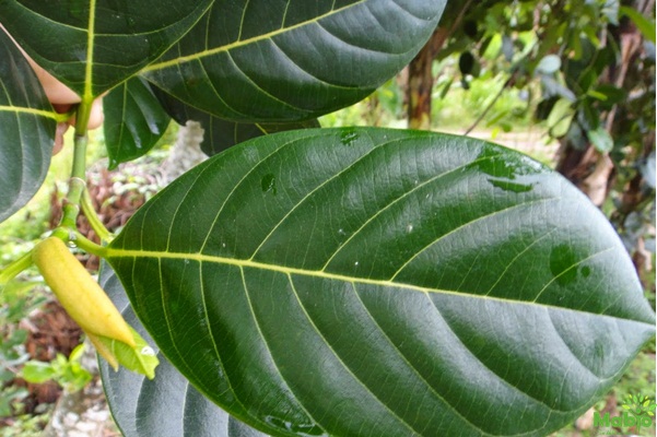 Trị bệnh nấm miệng
