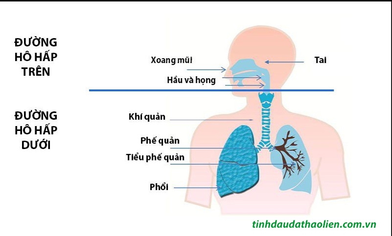 Viêm đường hô hấp trên