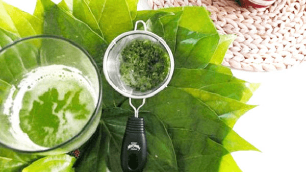 L&aacute; trầu kh&ocirc;ng trị bệnh h&ocirc;i miệng