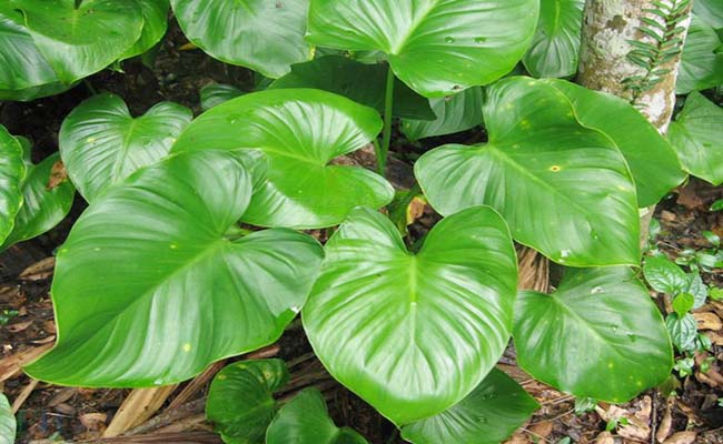 Thiên niên kiện khắc tinh của bệnh đau nhức xương khớp