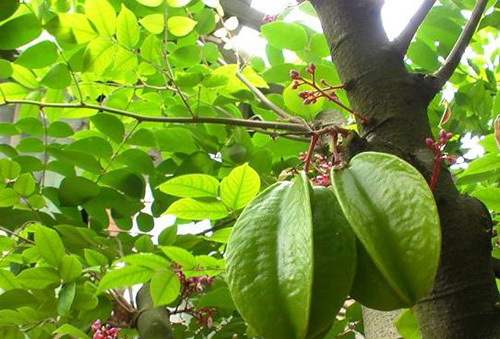 Lá khế trị rôm sảy