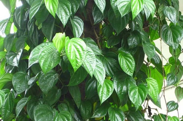 Chữa bệnh đau lưng bằng l&aacute; trầu kh&ocirc;ng