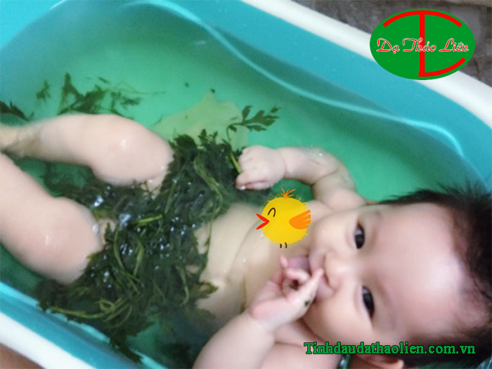 C&ocirc;ng Dụng Chữa Bệnh Của C&acirc;y Ngải Cứu