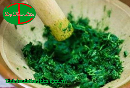 C&ocirc;ng Dụng Chữa Bệnh Của C&acirc;y Ngải Cứu