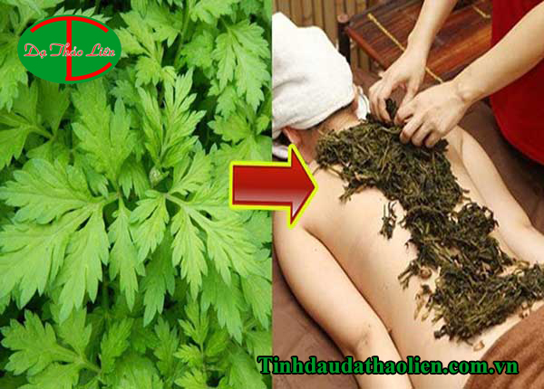 Chữa đau lưng bằng ngải cứu