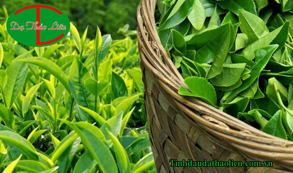 Trị hôi chân tại nhà