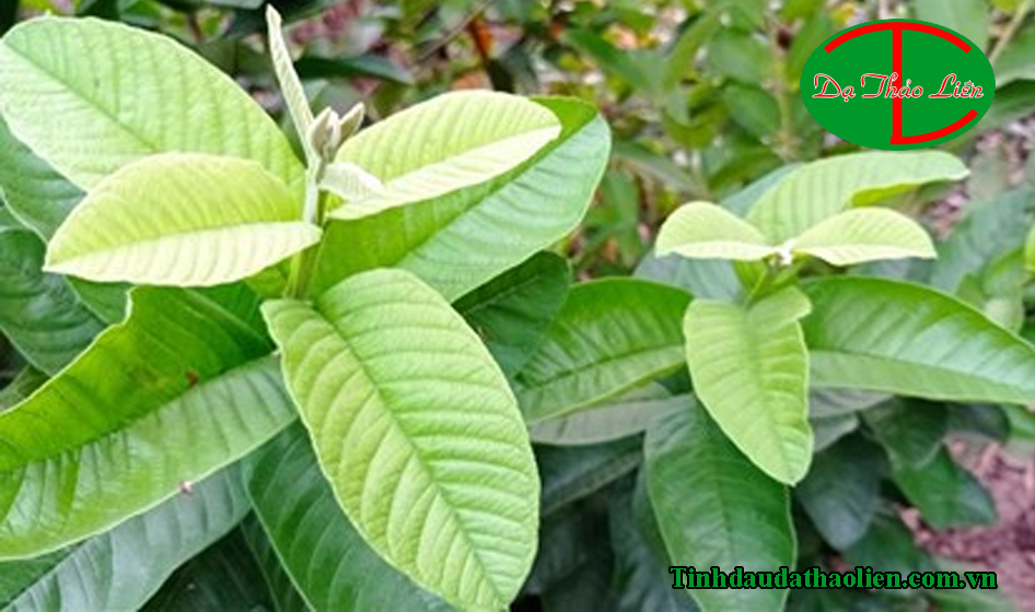Chảy m&aacute;u ch&acirc;n răng