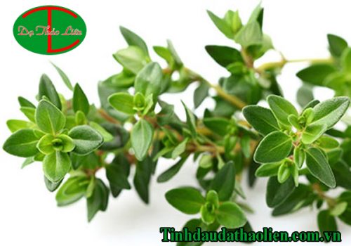 Cỏ xạ hương