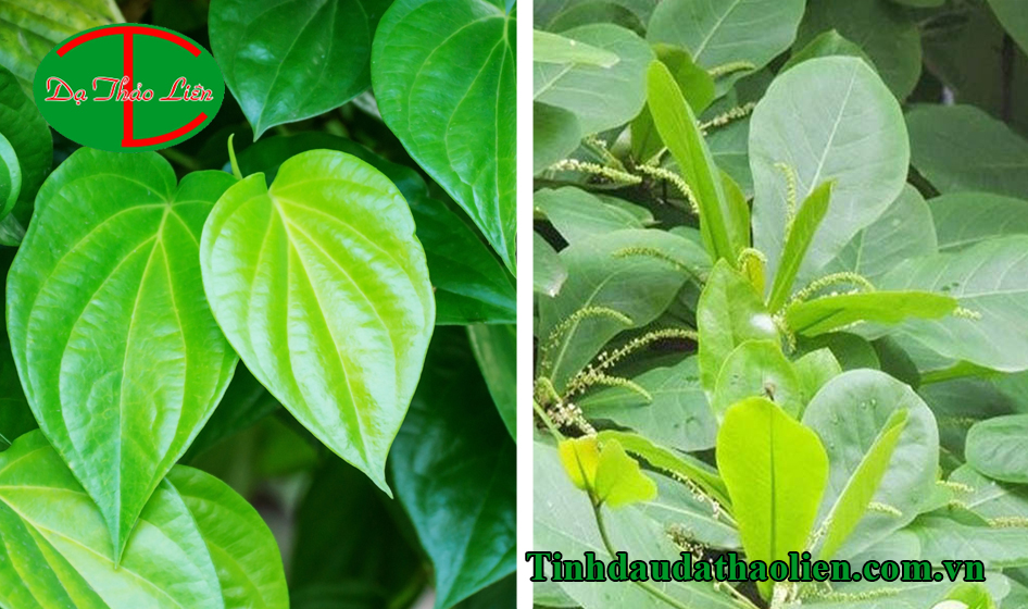 Mẹo trị đau nhức răng cấp tốc bằng l&aacute; trầu kh&ocirc;ng
