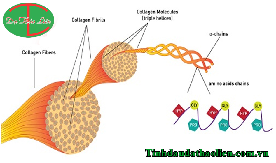 Collagen là gì