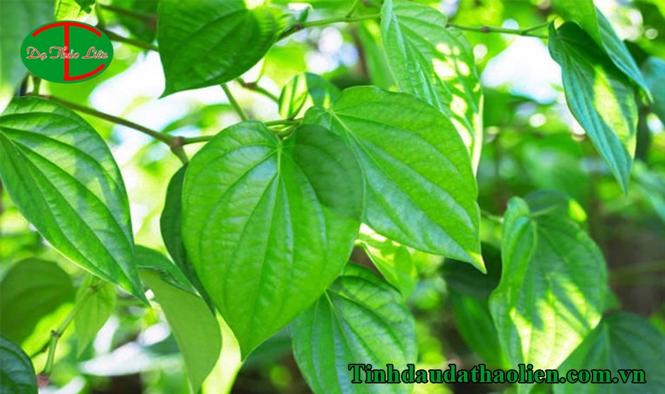 Cách trị đau họng