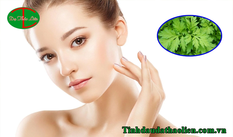 Ngải cứu có tác dụng gì