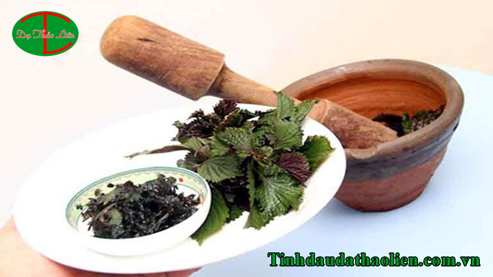 Cách trị mụn bằng lá tía tô