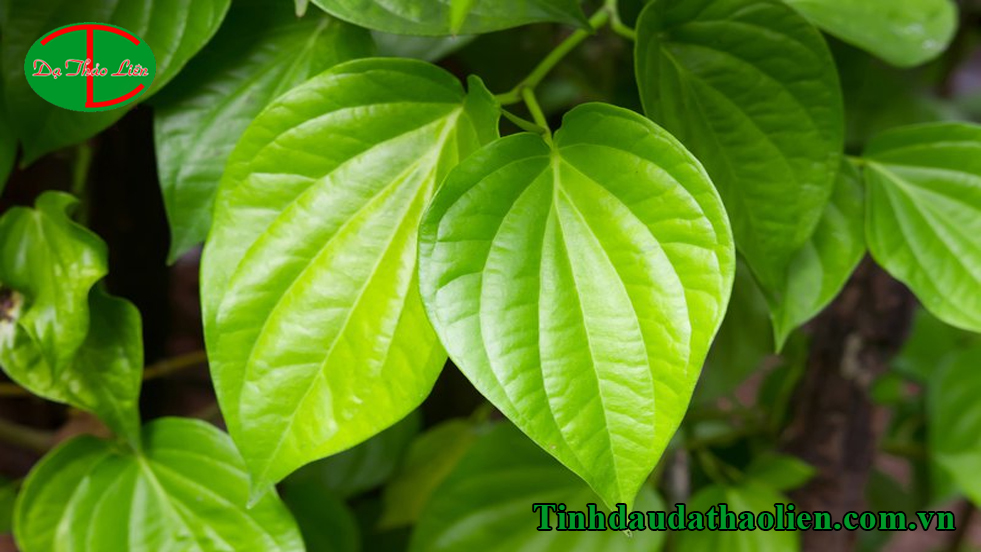 Cách trị hôi nách tại nhà