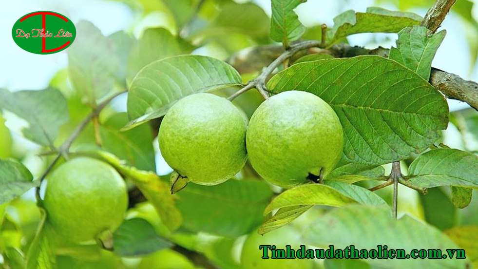 Cách trị hôi nách tại nhà