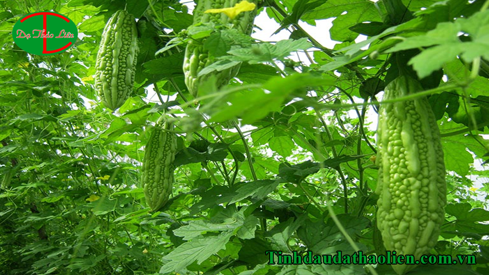 Cách trị hôi nách tại nhà